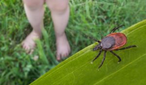 Căpușele: cum prevenim mușcătura, care sunt riscurile pentru om și ce facem dacă am depistat căpușa pe corp? - Synevo